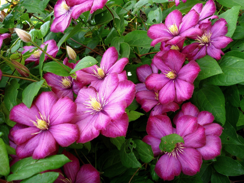 Clematis variety