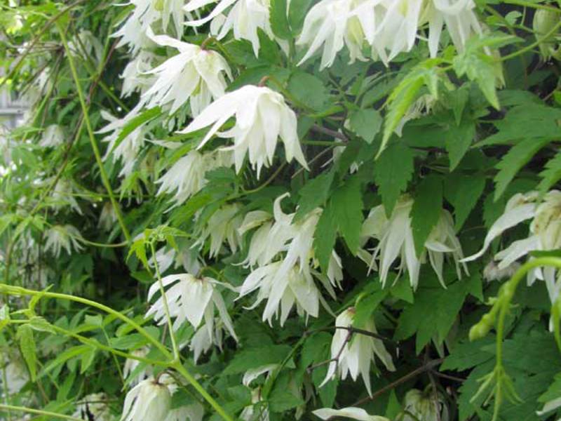 Alpine clematis flowers