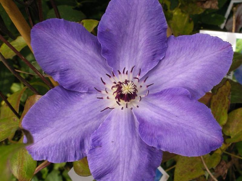 Clematis flowers