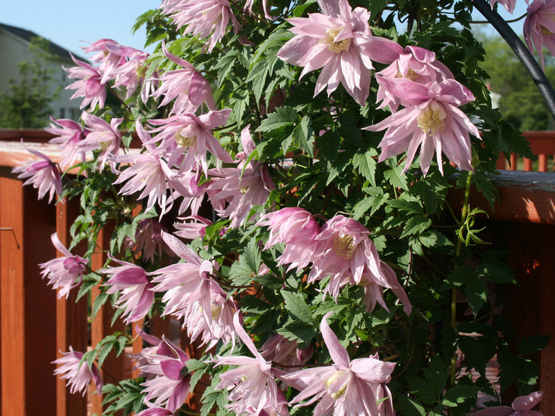 Garden flower clematis