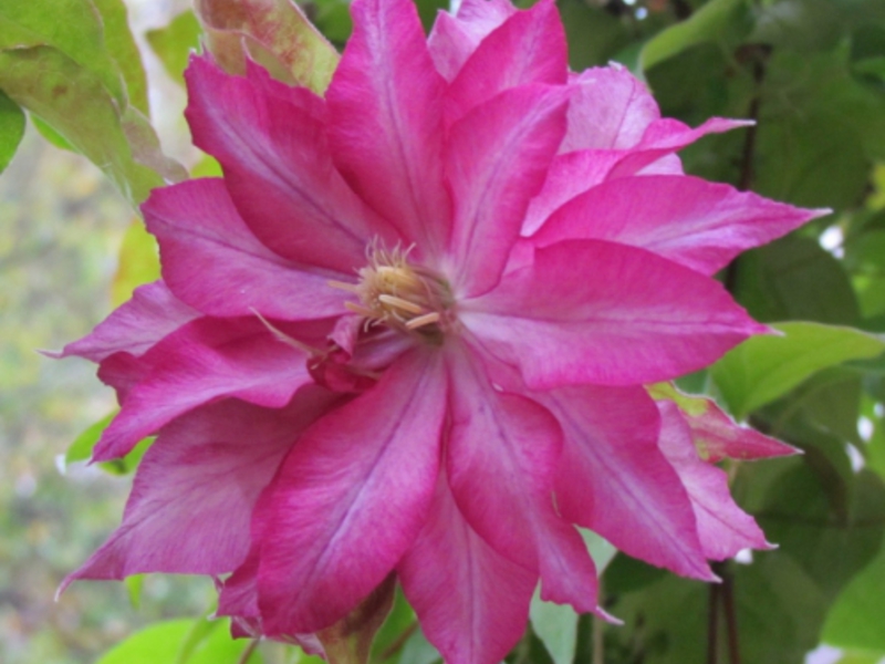 Blooming clematis