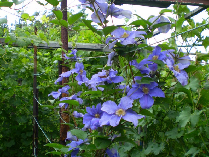 Clematis flowers