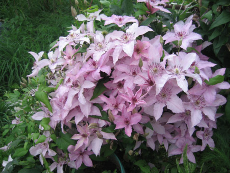 Clematis for the country garden