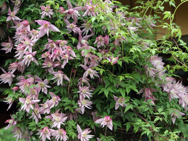 Clematis in the yard