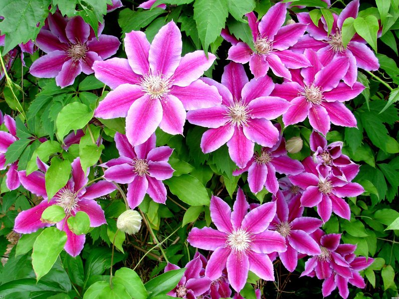 How to grow clematis