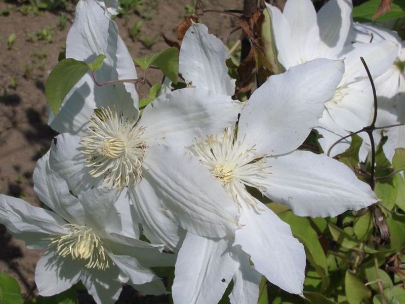 How clematis grows