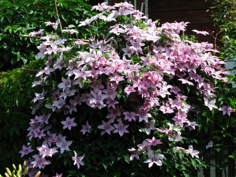 Types of clematis