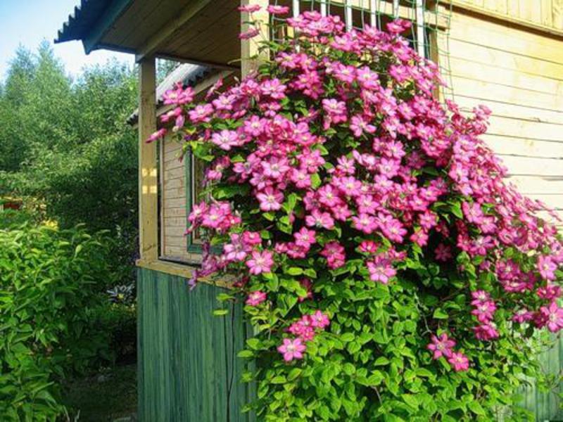 How to properly care for clematis