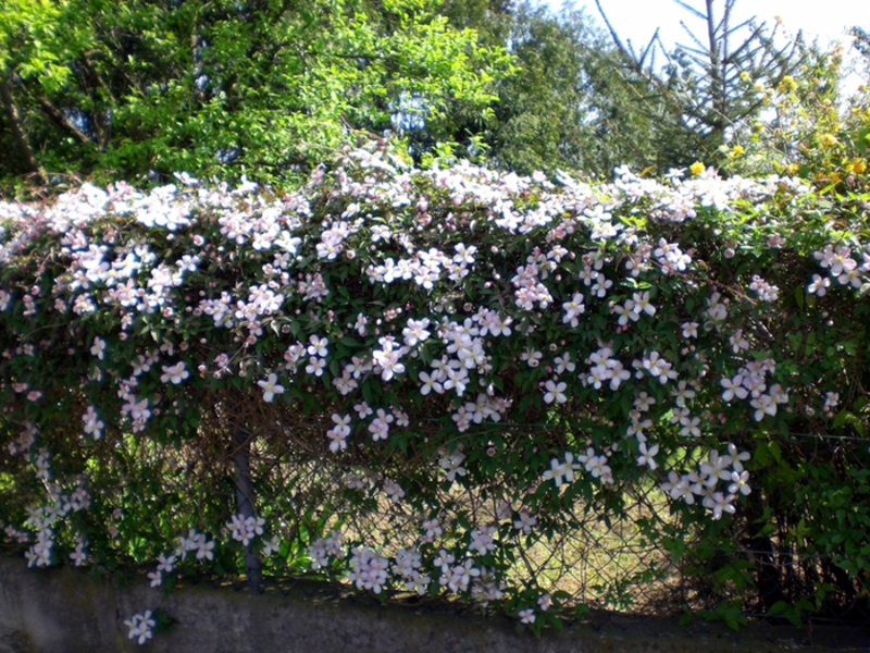 Good smelling clematis flowers