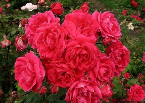 All about park roses