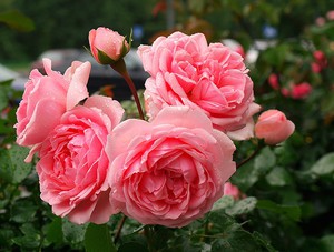 Roses for decorating gardens and parks