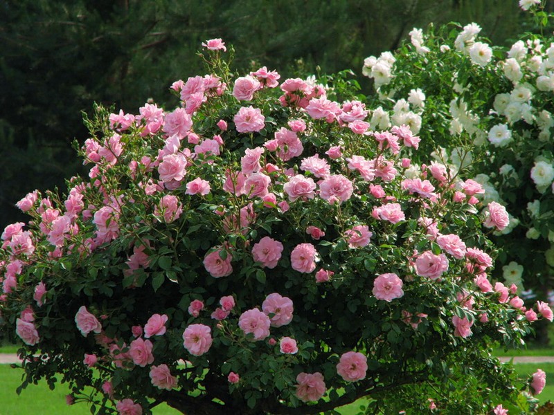 Blooming roses in the garden