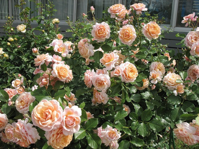 Roses in the rose garden.