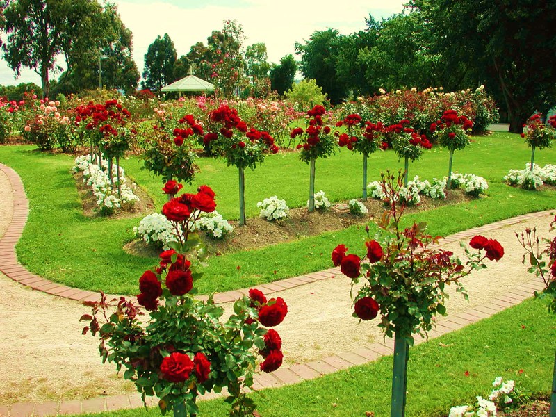 How to properly prune a park rose