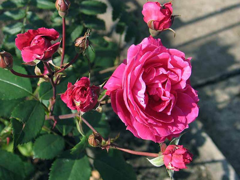 What is special about the park rose