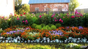 Perennial garden flower.