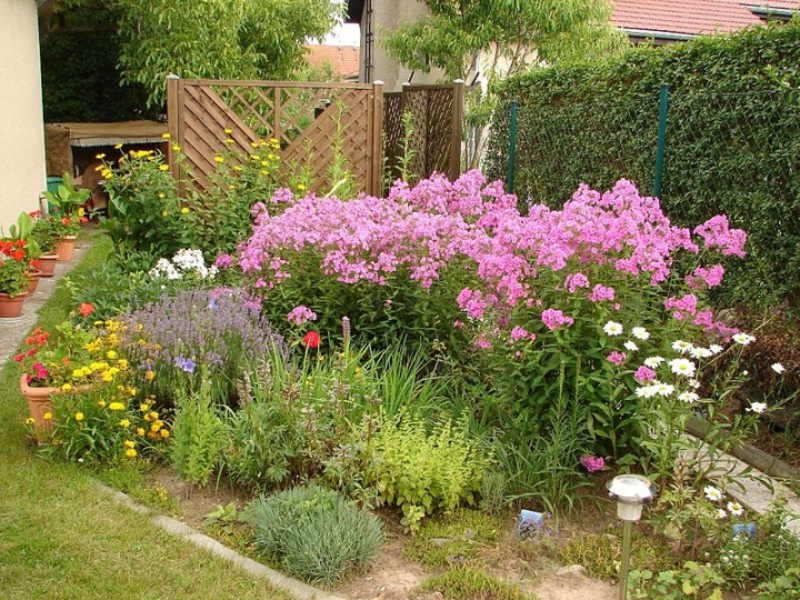 Garden shade-loving flowers