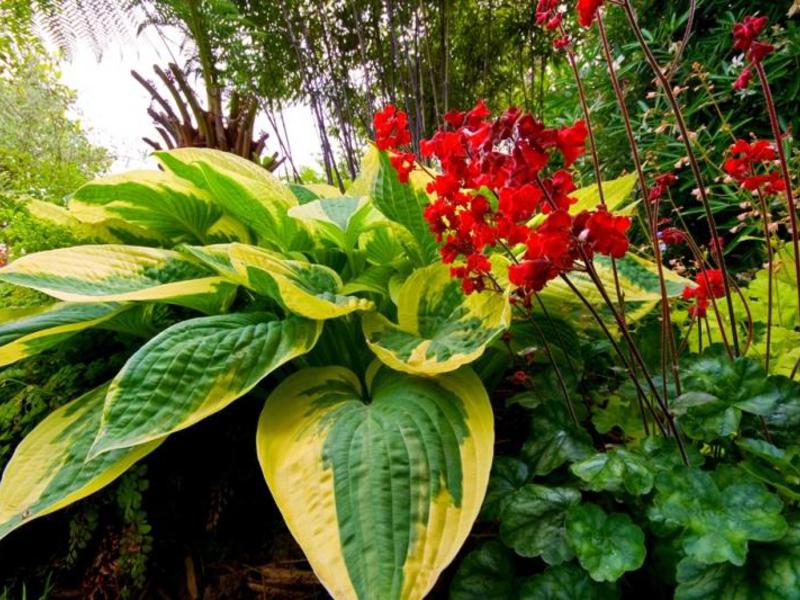 Shade-tolerant plants for the garden: features