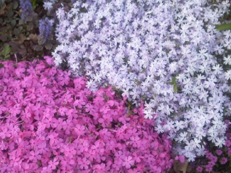 Terry annual phlox blooms