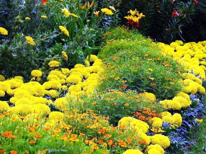 Garden flowers in a flower bed