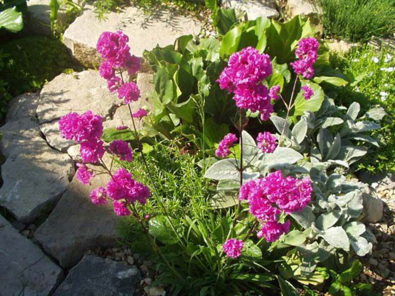 Flowers in the shade