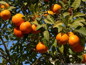 Growing oranges at home