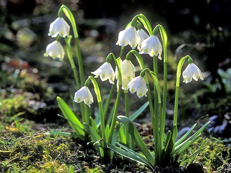 Garden spring flowers