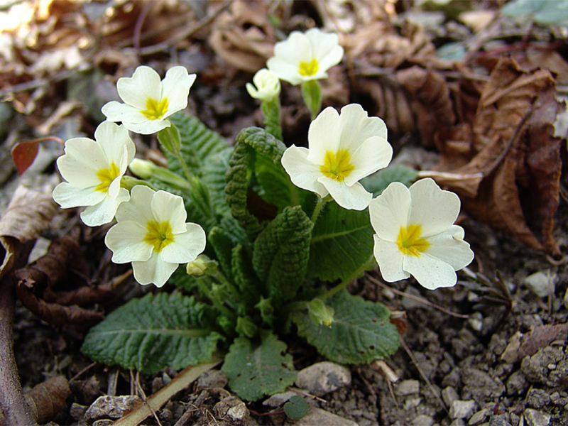 Flowers for garden decoration