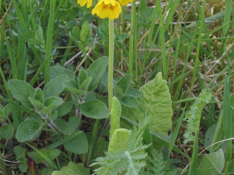 The first flowers in early spring