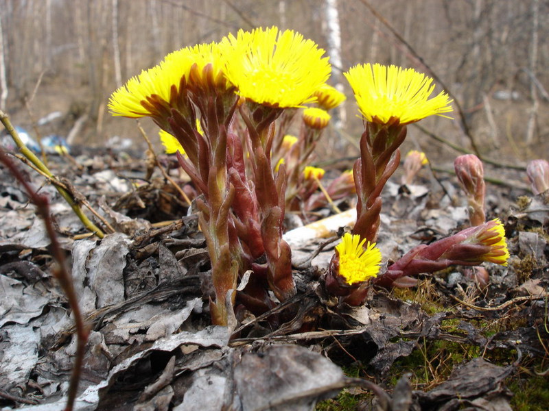 When the first flowers bloom