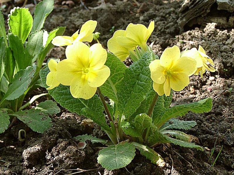 Bouquet of primroses