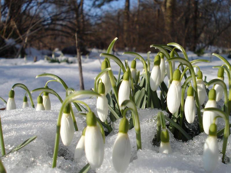 Beautiful snowdrop