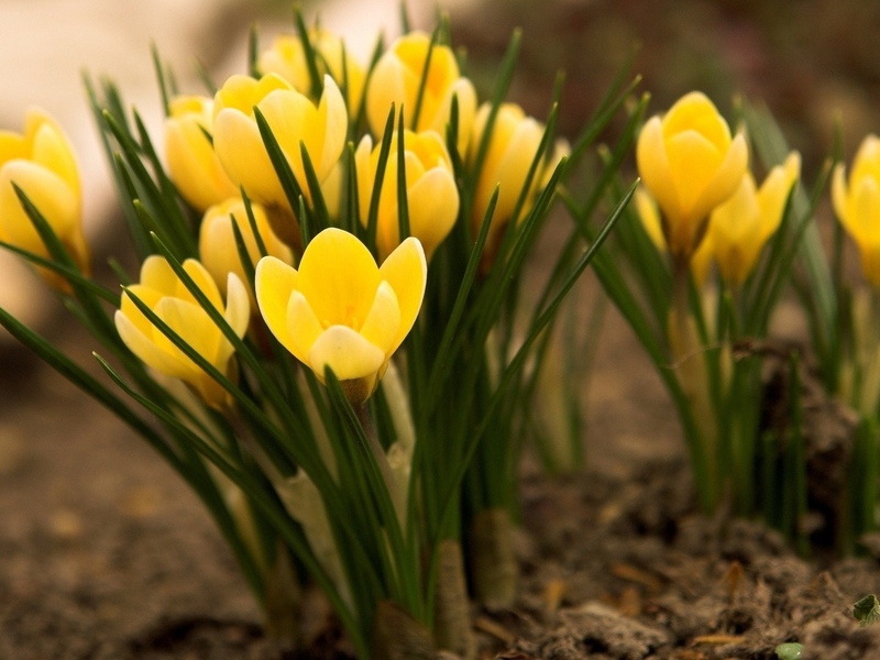 Spring flower variety