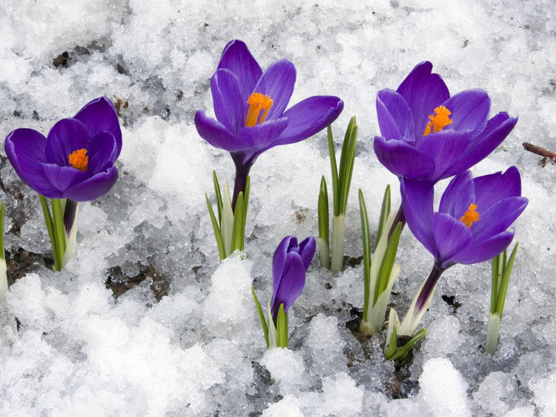 Spring flower bed.