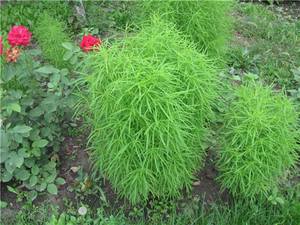 Ornamental shrub kochia