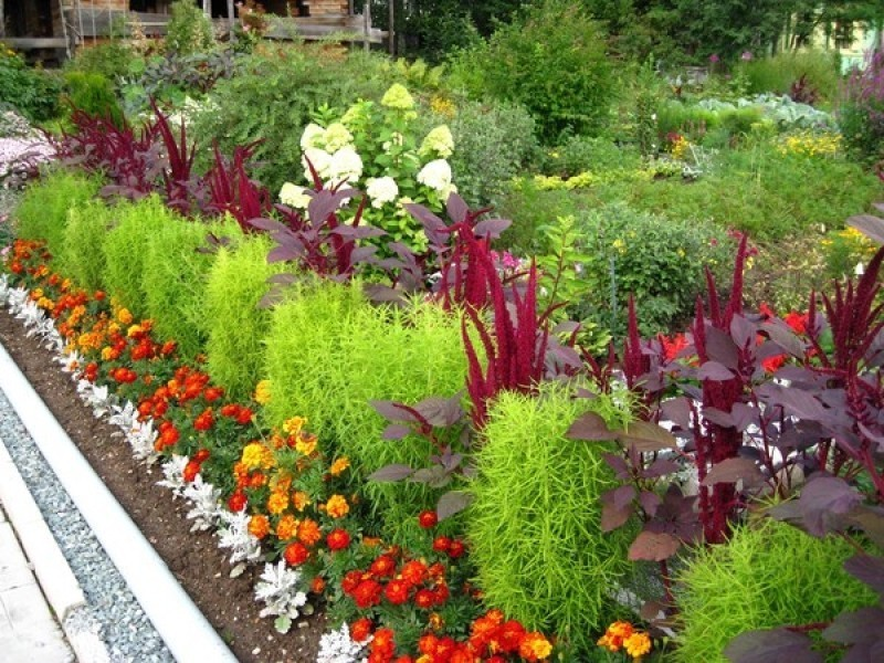 Cochia varieties.