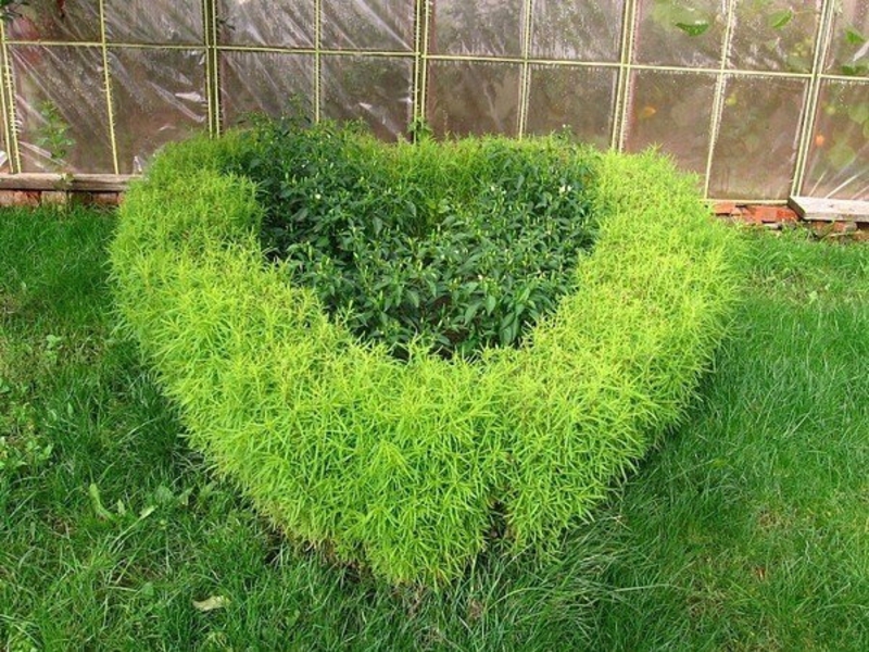 Pruning kochia