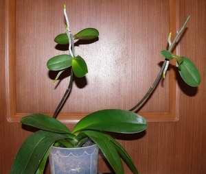 How to transplant an orchid