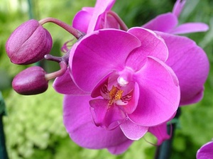 How and when is it better to transplant an orchid