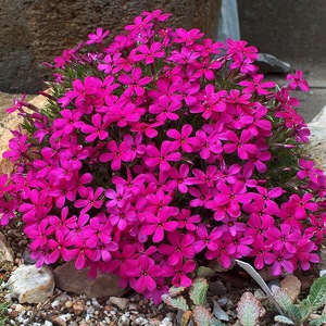 What flowers can be planted in a cemetery