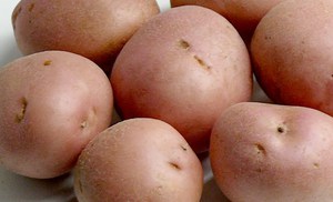 Seed potatoes