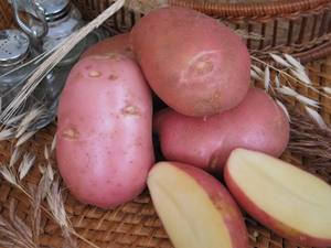 Planting and caring for potatoes