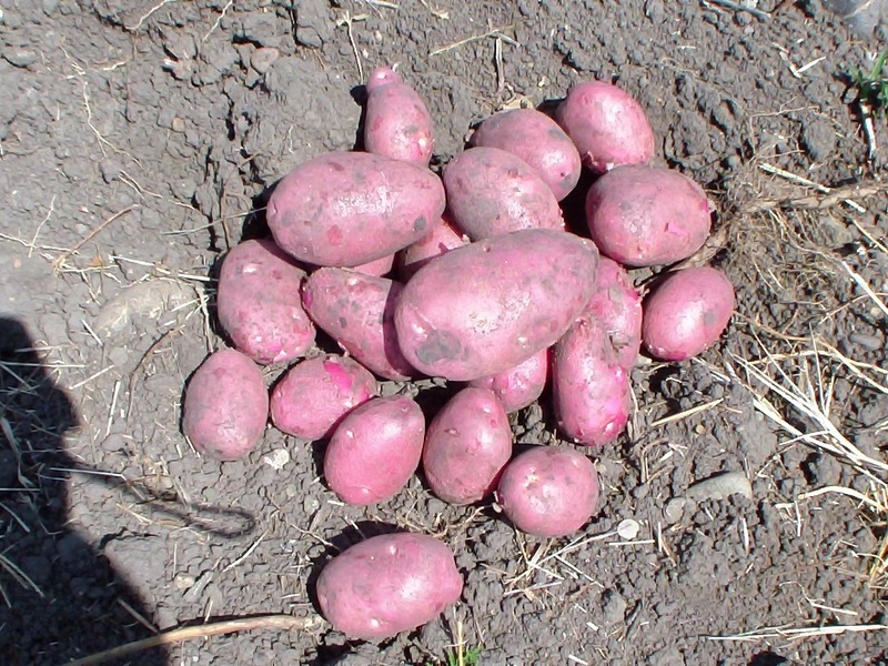 Medium early potato variety.