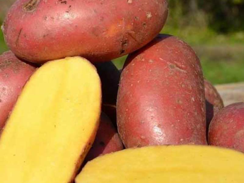 Different varieties of potatoes