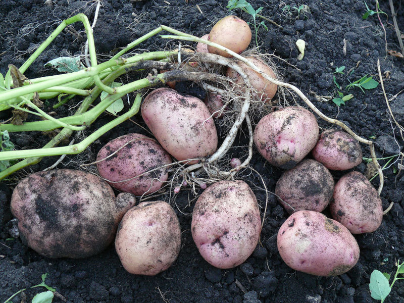 Medium early potato variety.