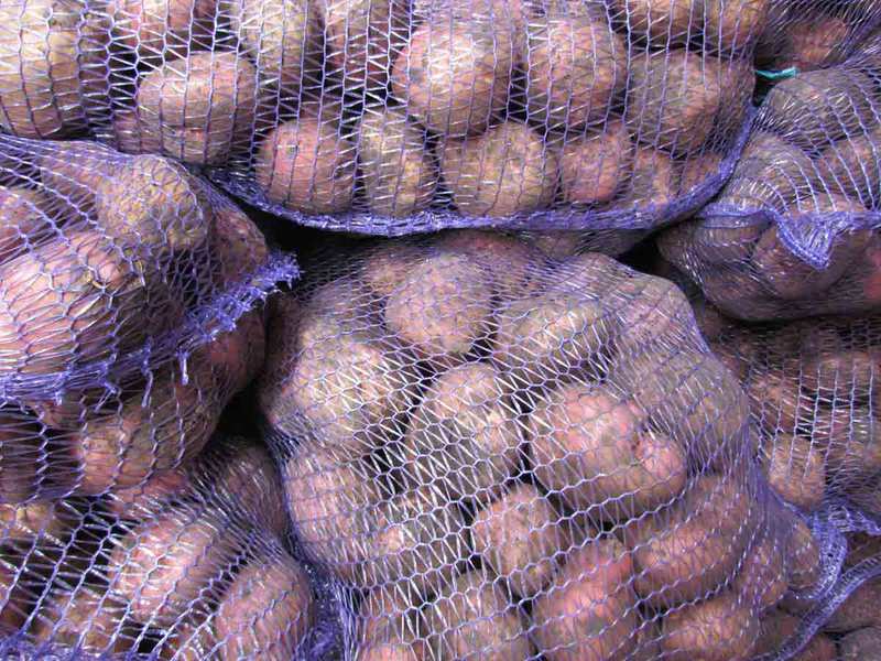 Romano potato variety