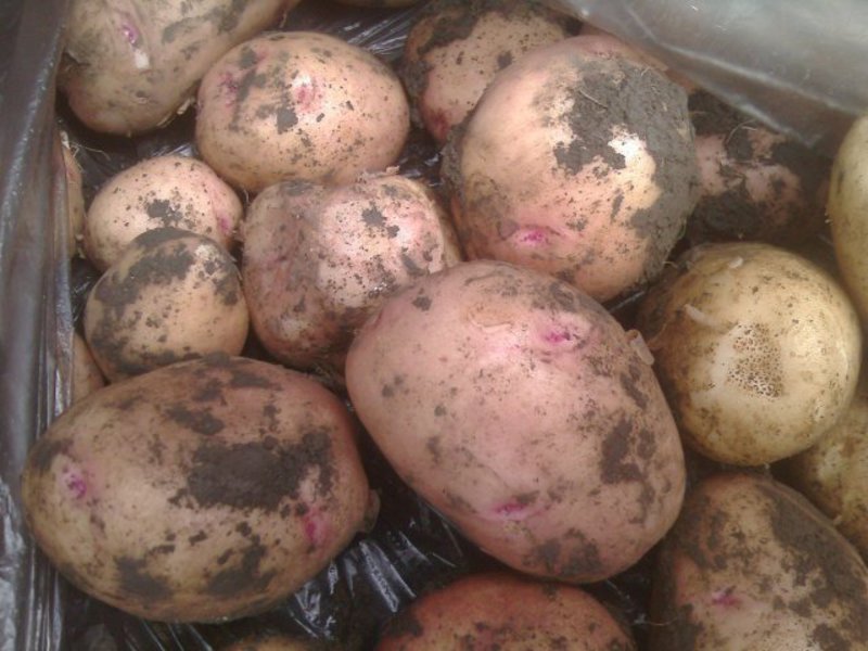 Growing Romano potatoes