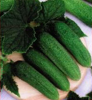 Cucumber variety