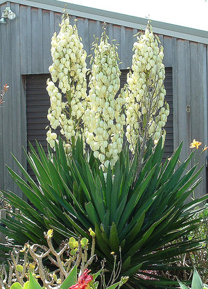 How to plant a yucca plant