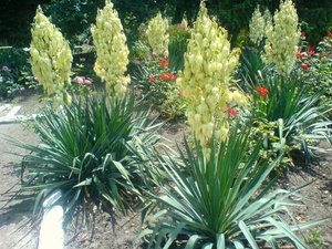 How to care for a yucca